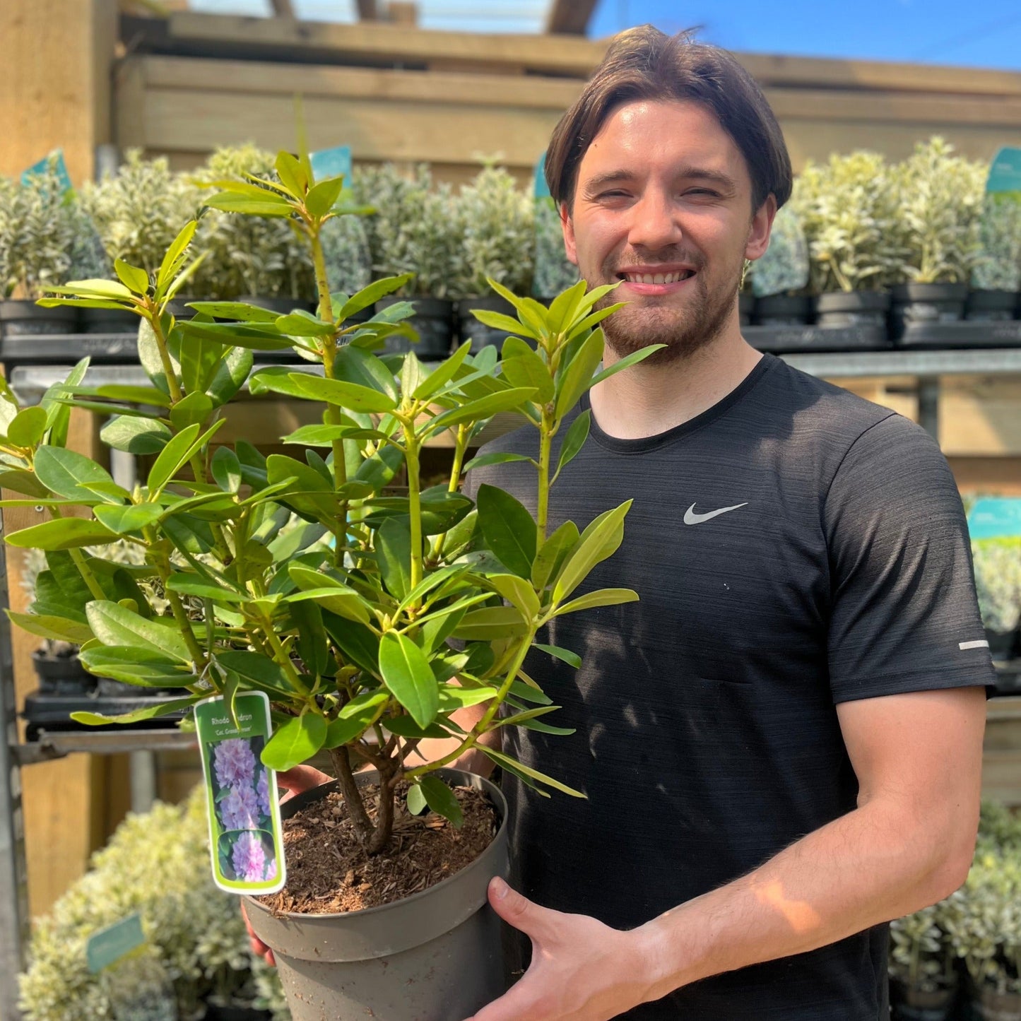 Rhododendron 'Catawbiense Grandiflorum' 3L