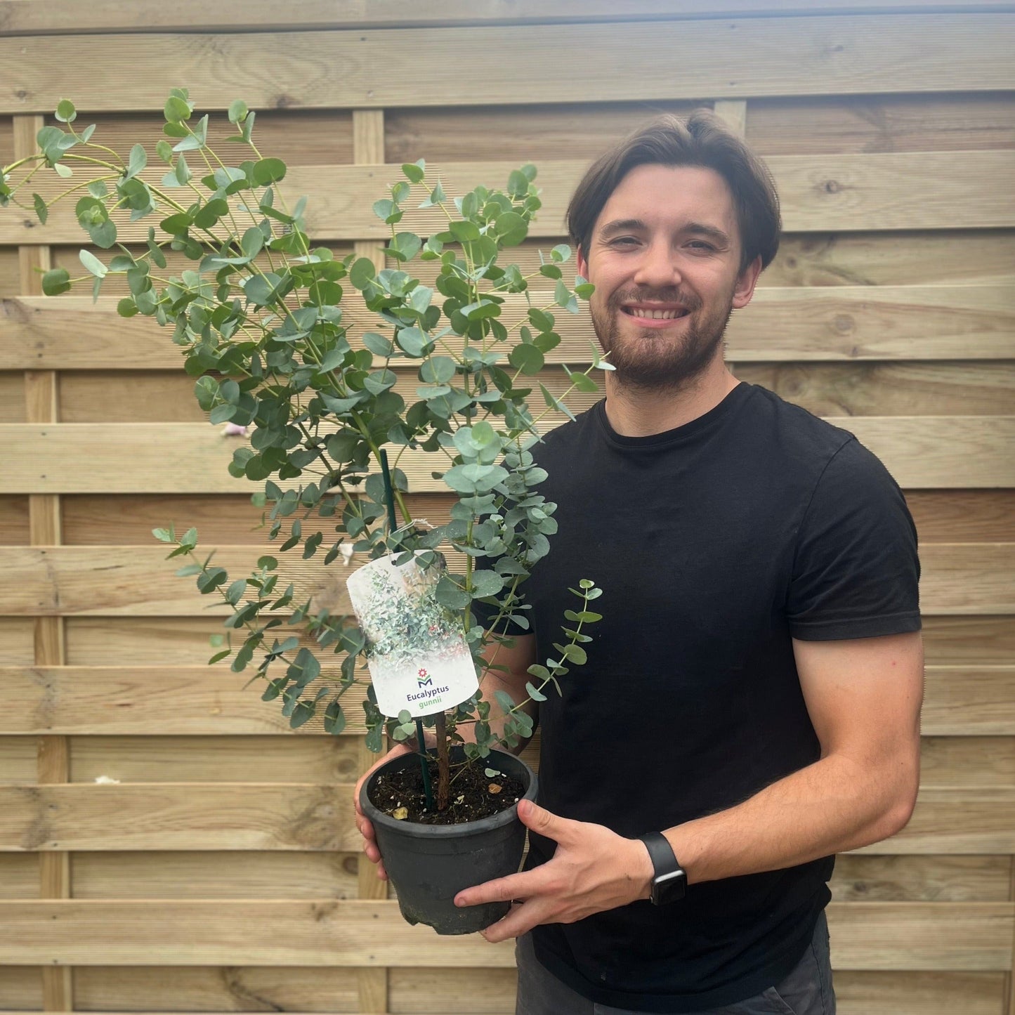 Eucalyptus gunnii €˜Blue Ice€™ 2L Pot
