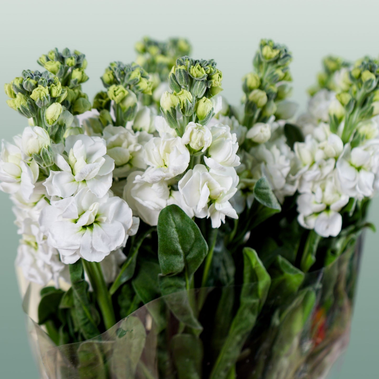 Matthiola Iron White