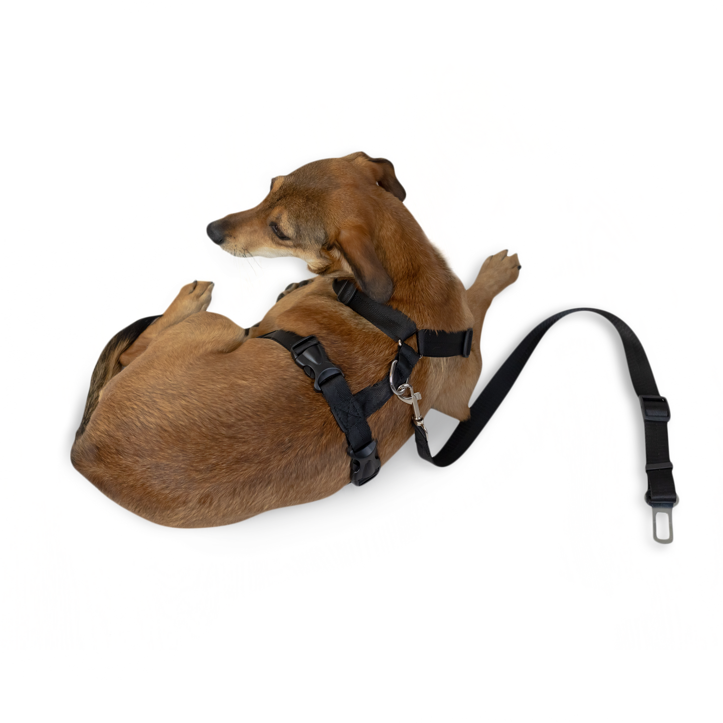 Strap Harness