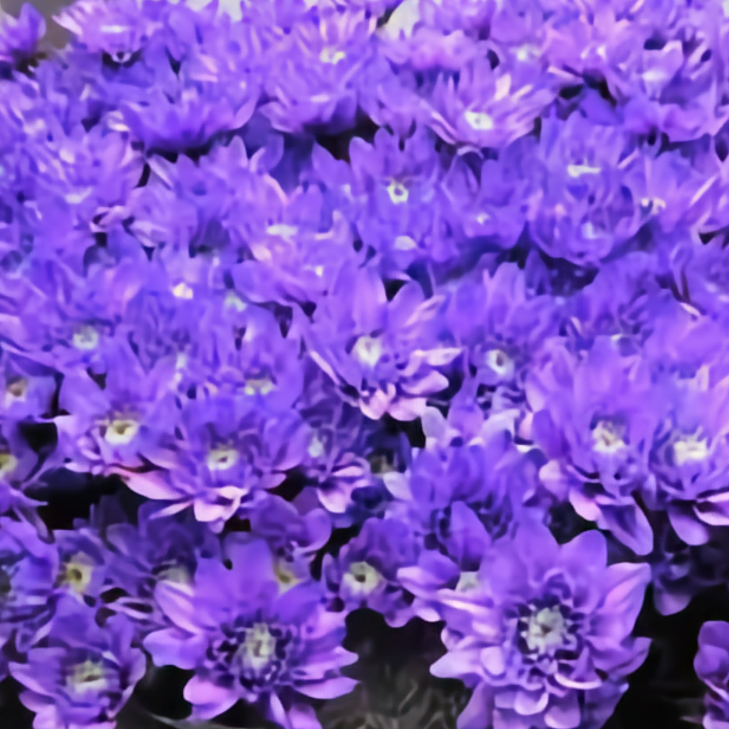 Chrysanthemum Spray Dyed Euro Milka