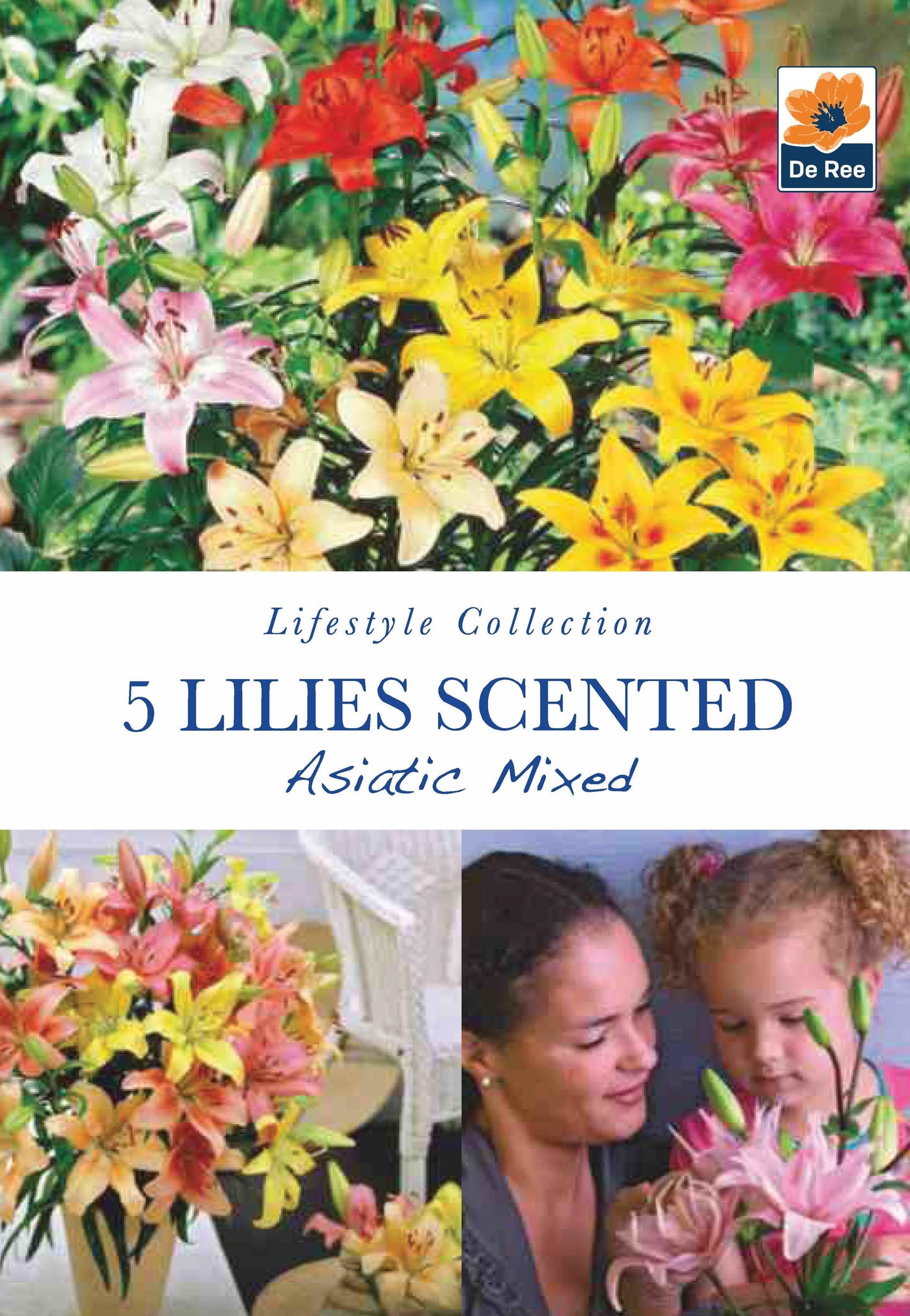 Lillies Scented | Asiatic Mixed | 5 Bulbs