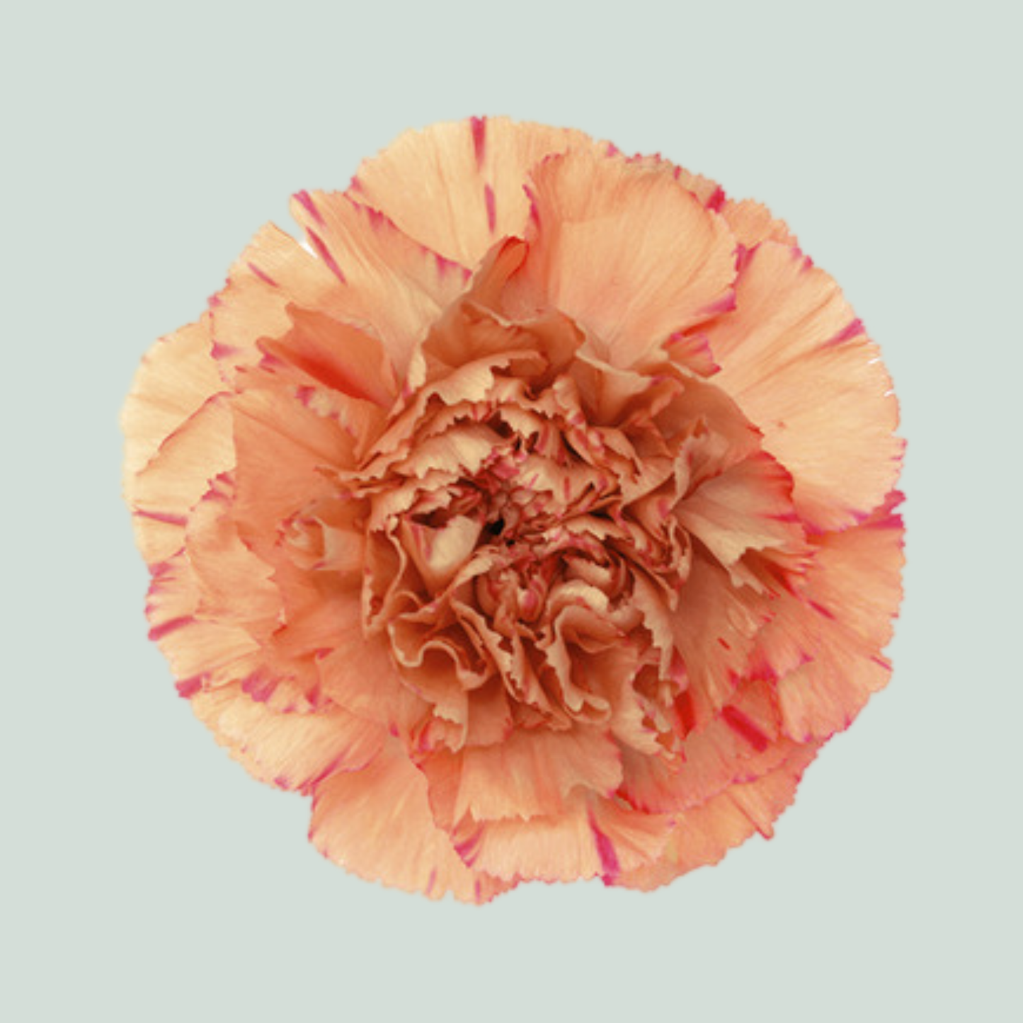 Standard Carnation - Dianthus - Lion King