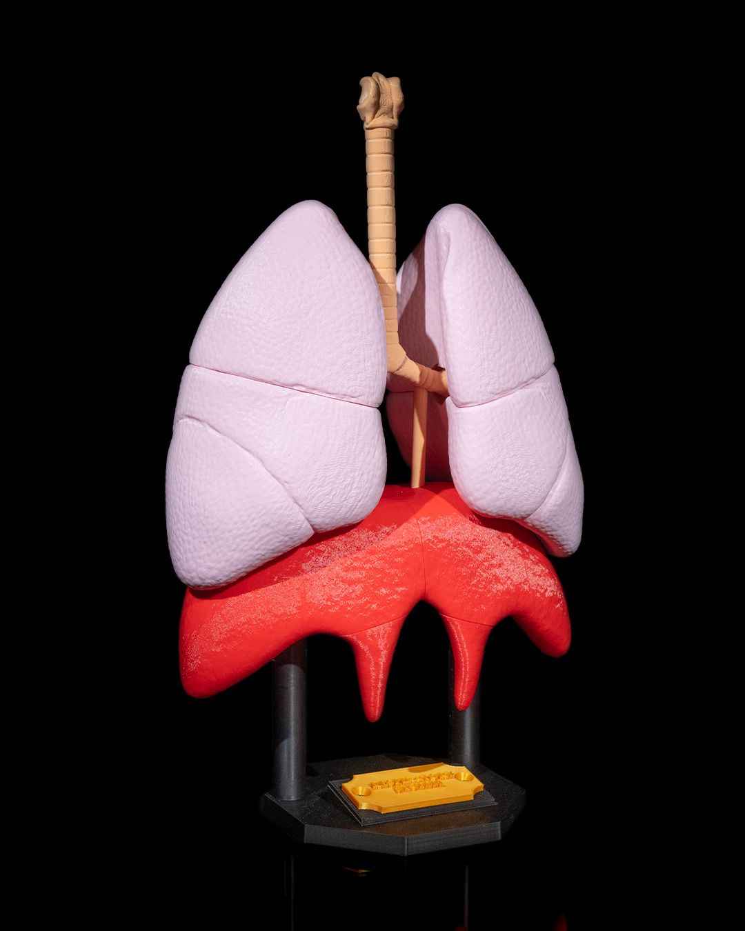 Lung Anatomical educational model