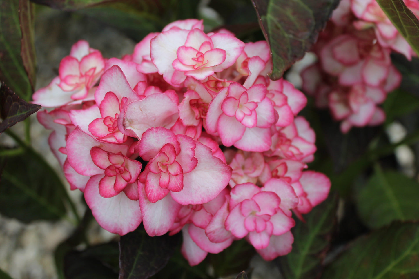 Hydrangea macrophylla 'Miss Saori' 9cm