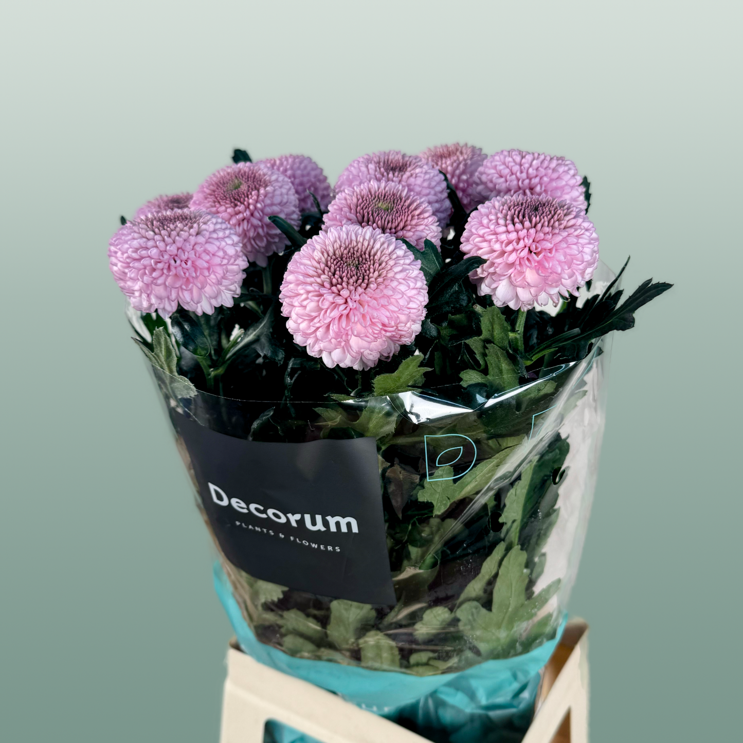 Chrysanthemum G Momoko