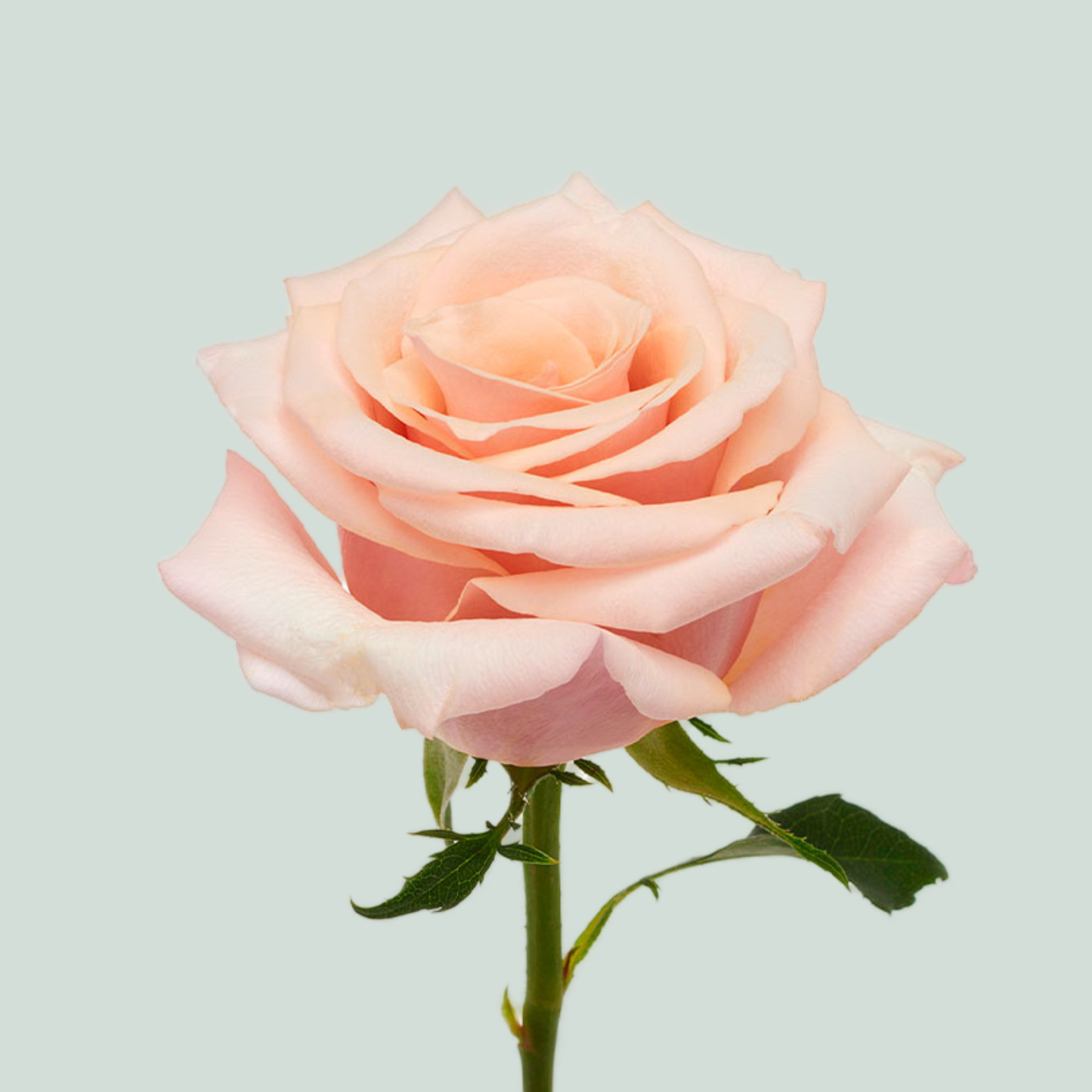 Rose Mother Of Pearls