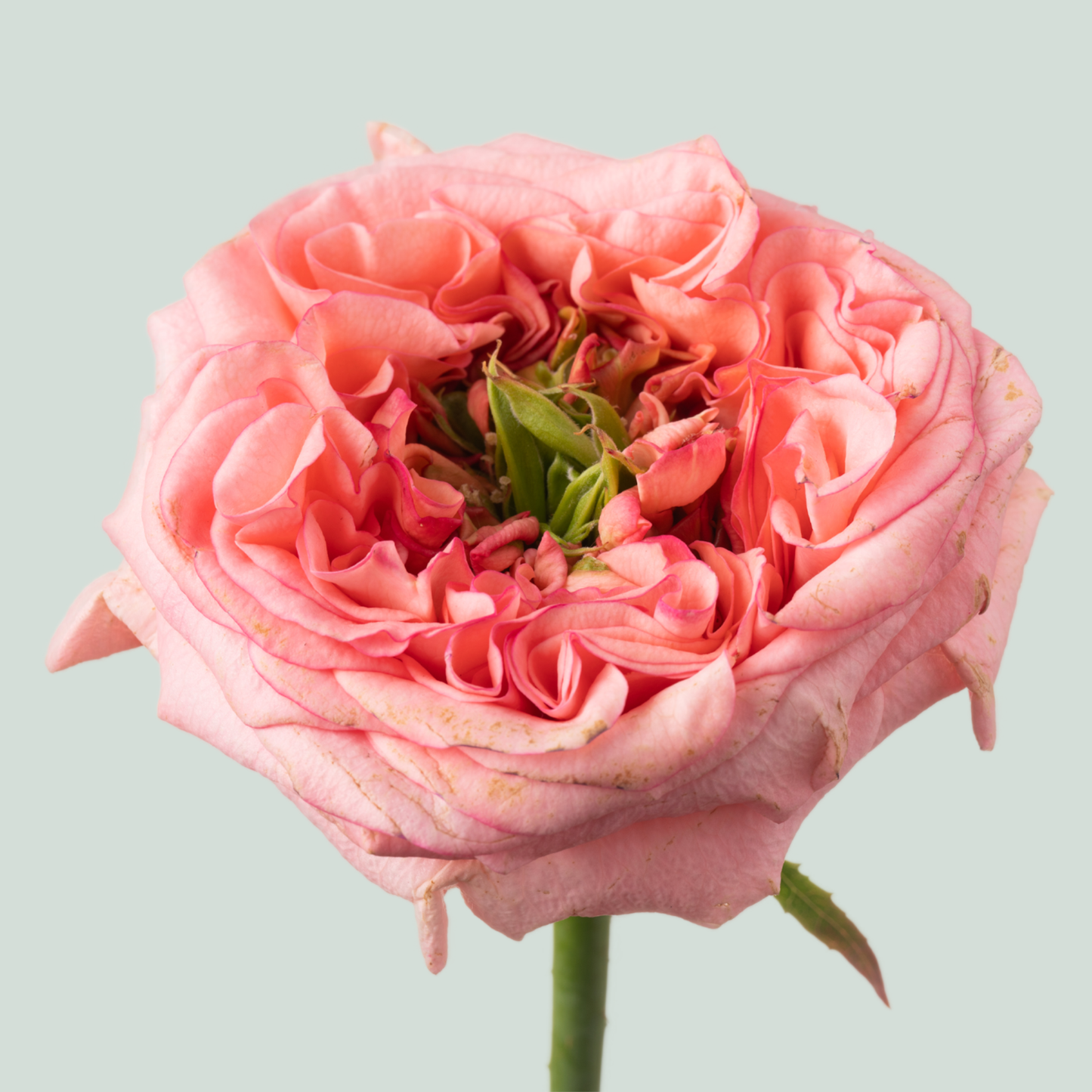 Rose New Design