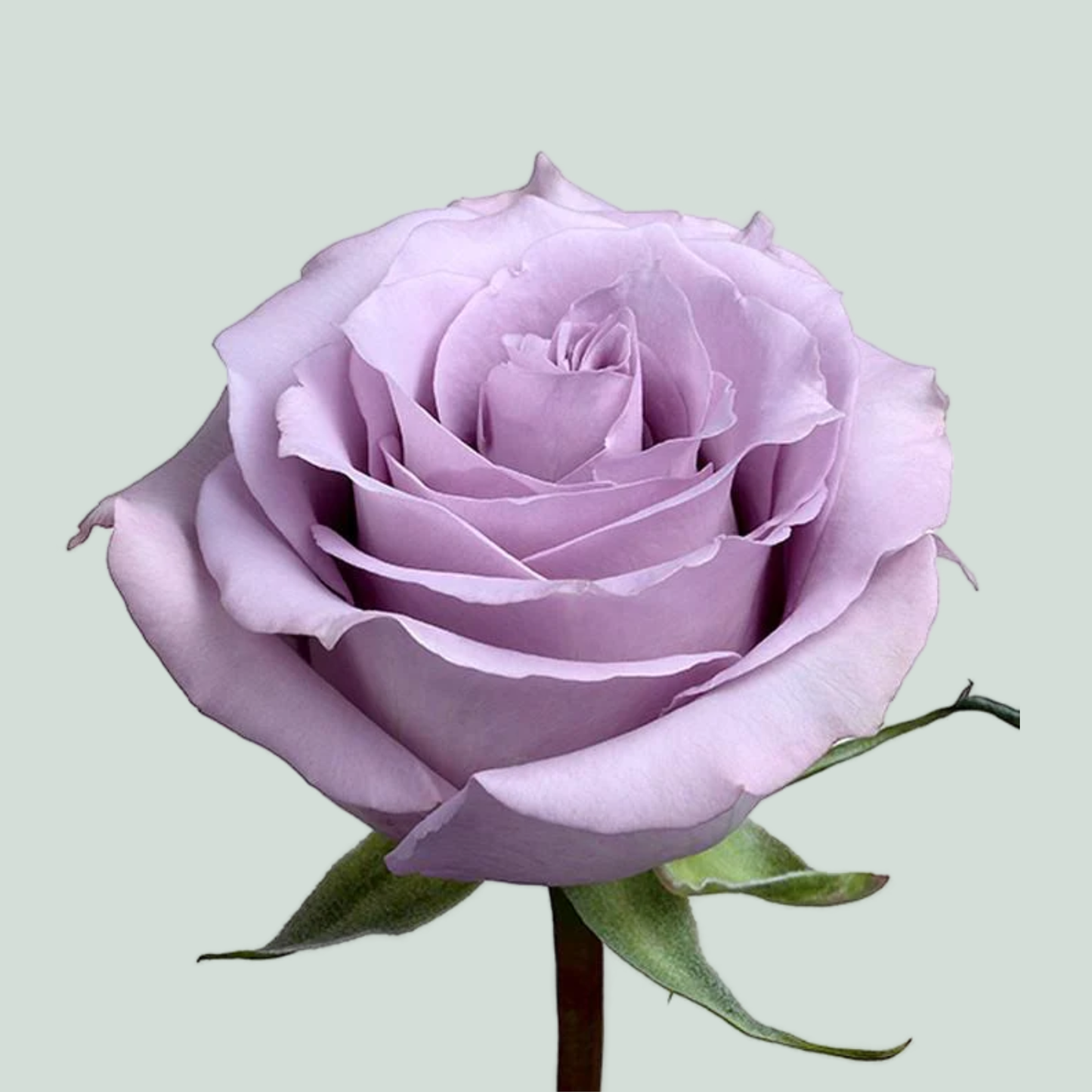 Rose Ocean Song