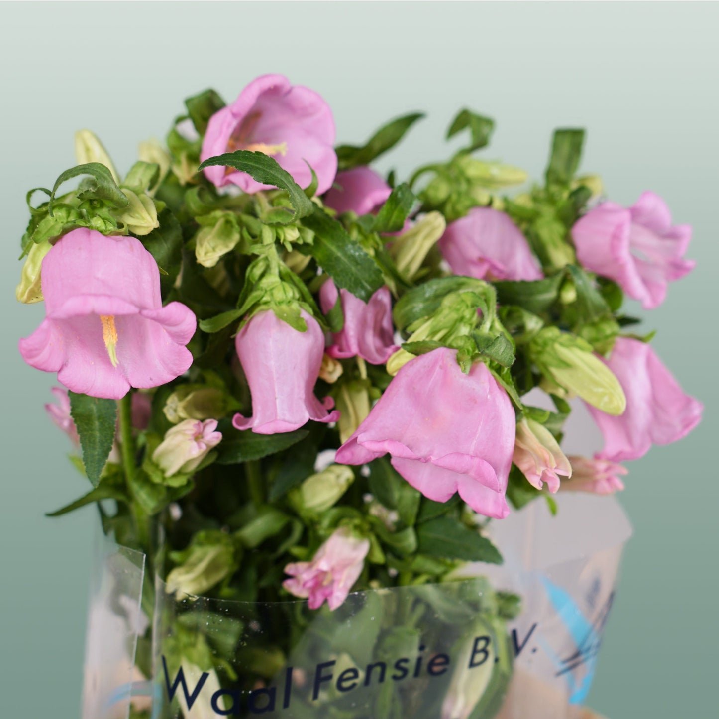 Bellflower Pearl Pink (10 Stems)