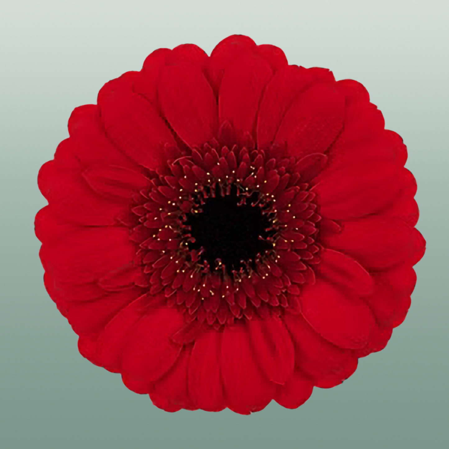 Germini Red Ruby