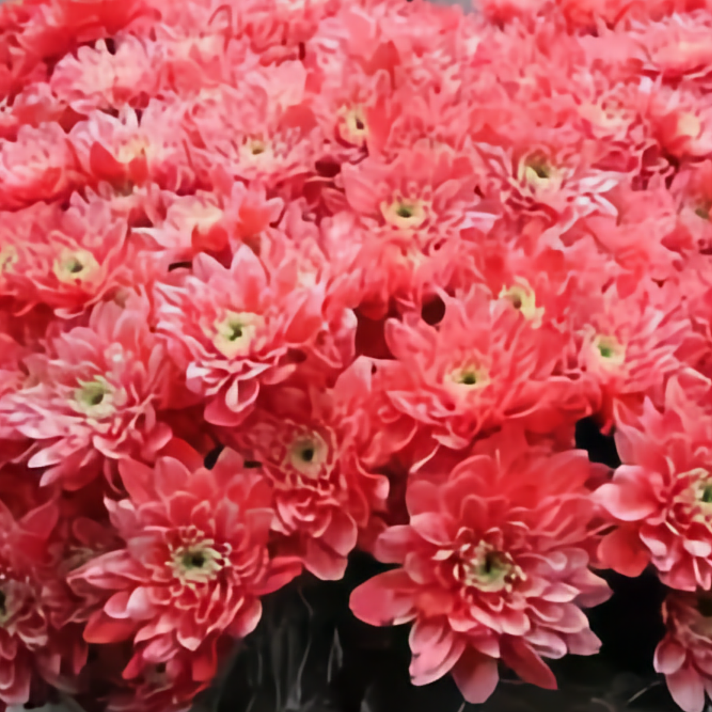 Chrysanthemum Spray Dyed Euro Rood