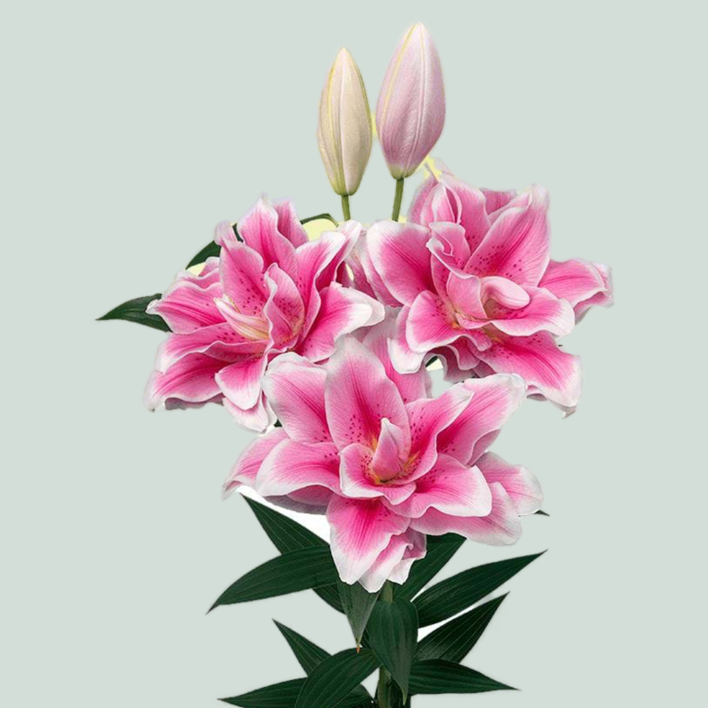 Lily Roselily Mikaela (OR) (10 Stems)