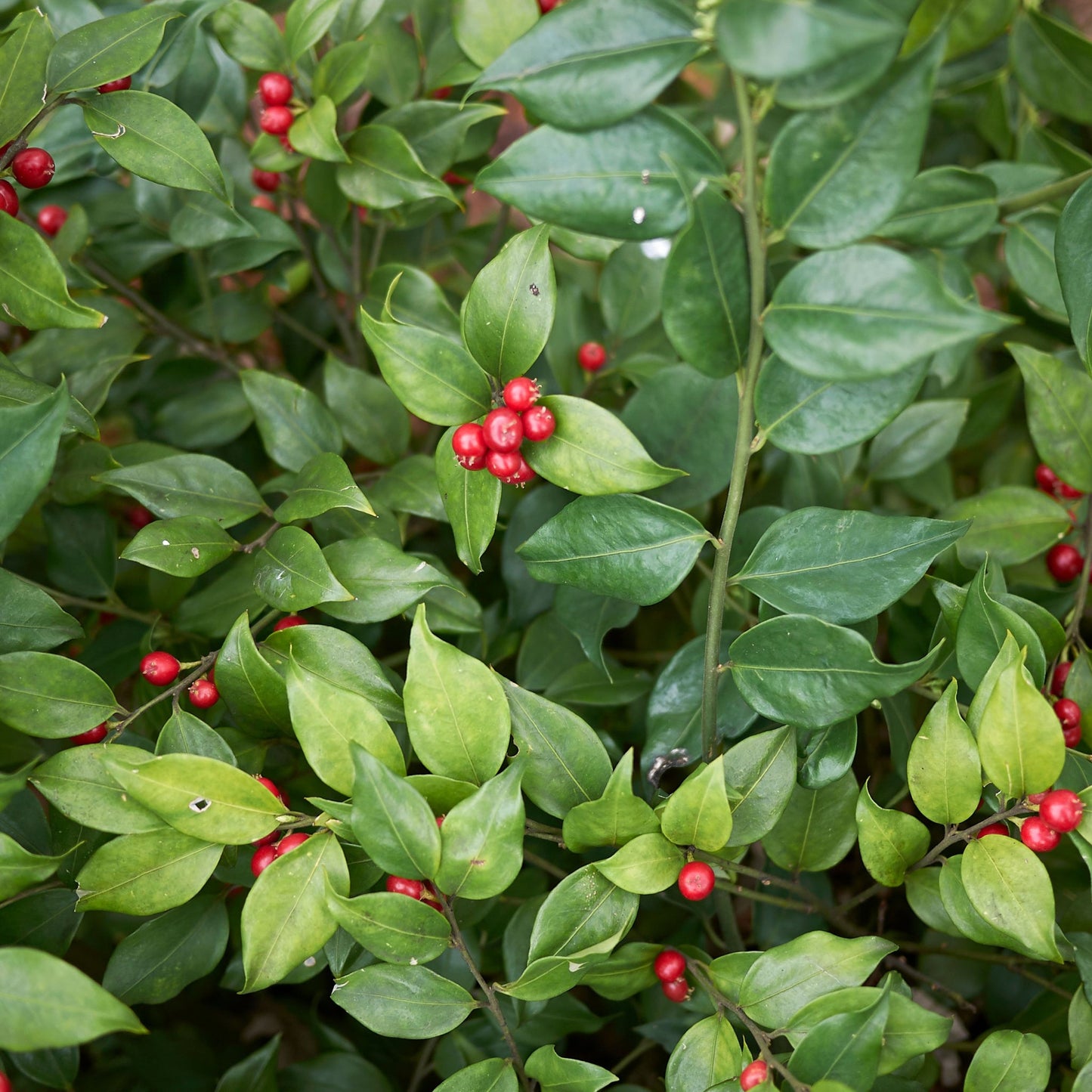 Sarcococca ruscifolia 2L