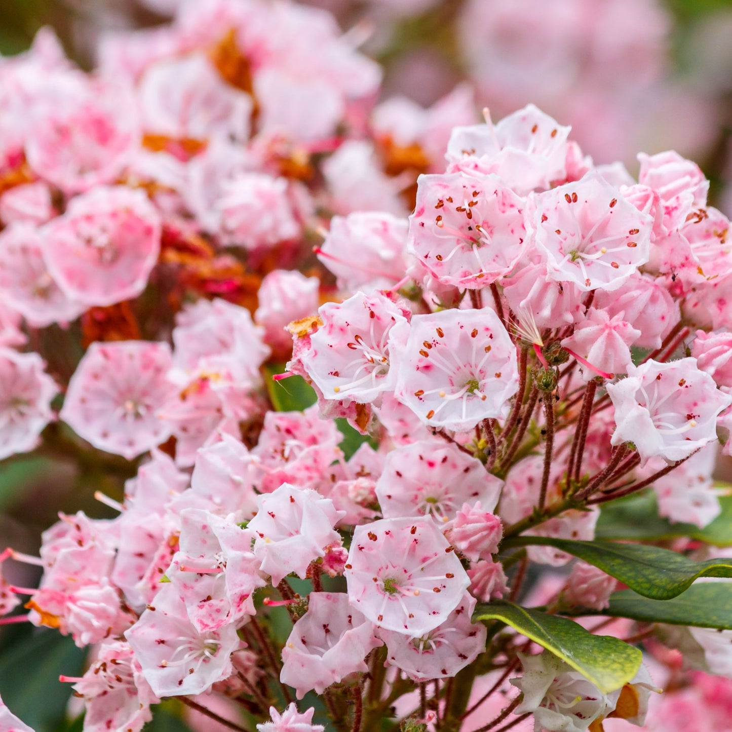 Kalmia latifolia 'Tiddlywinks' 3L