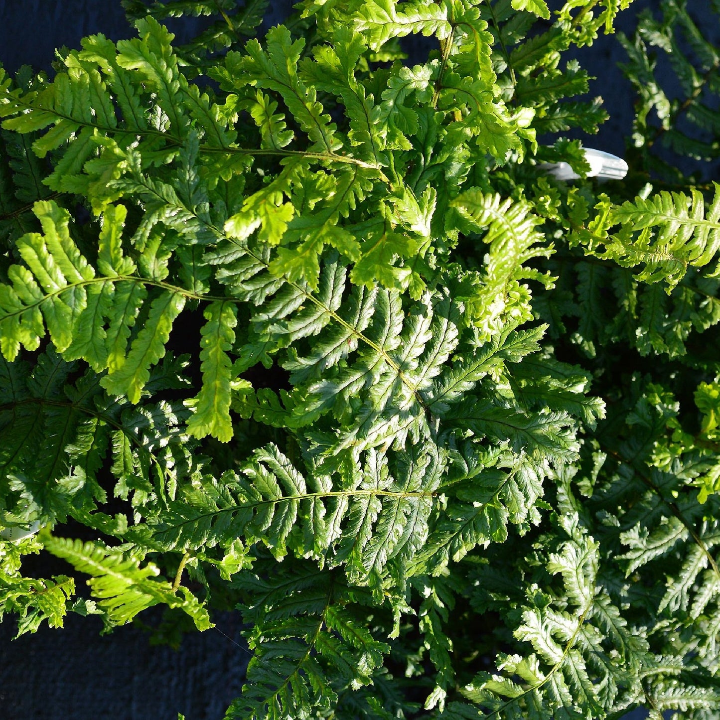 Dryopteris €˜The King€™ 9cm Pot