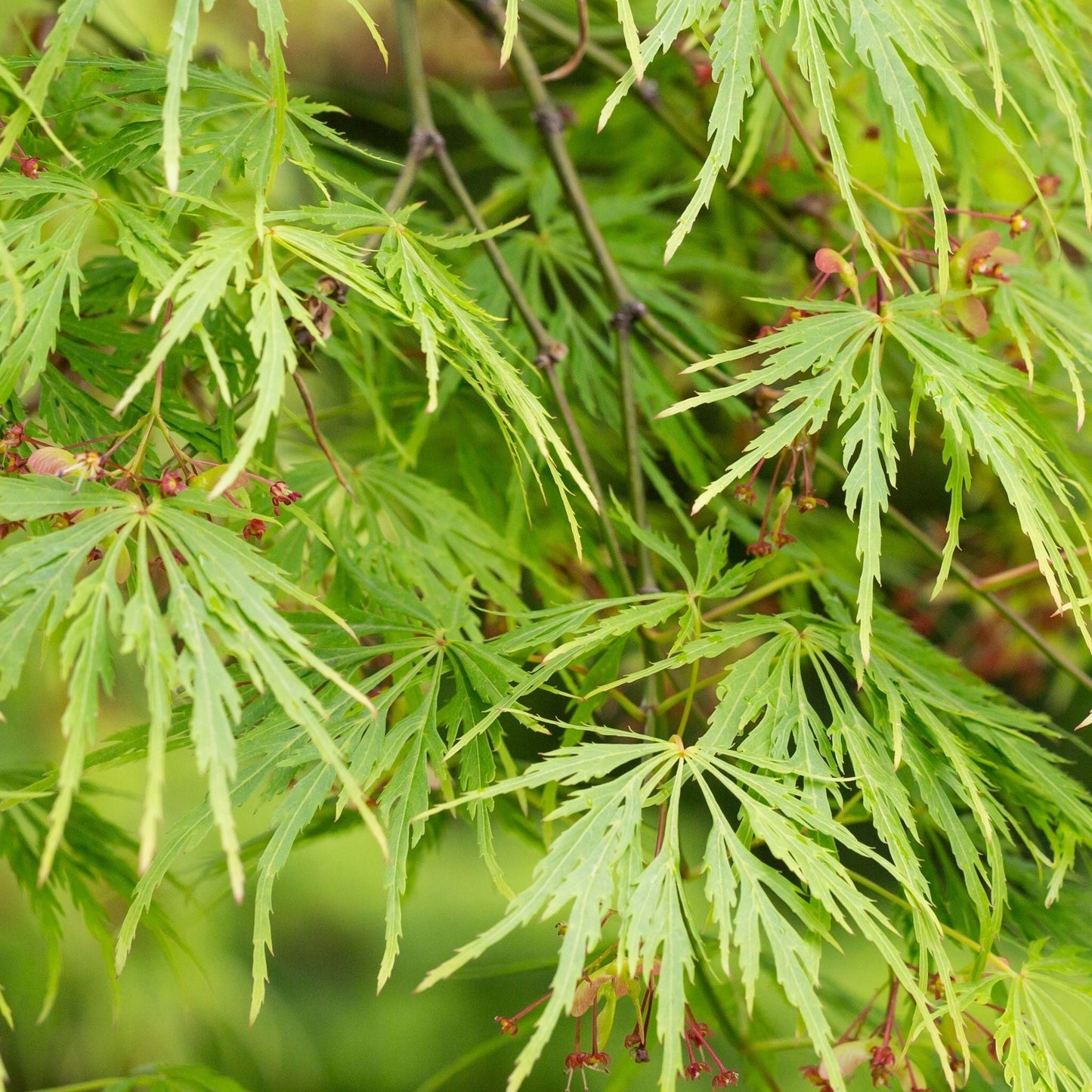 Acer palmatum Dissectum 65L 180cm