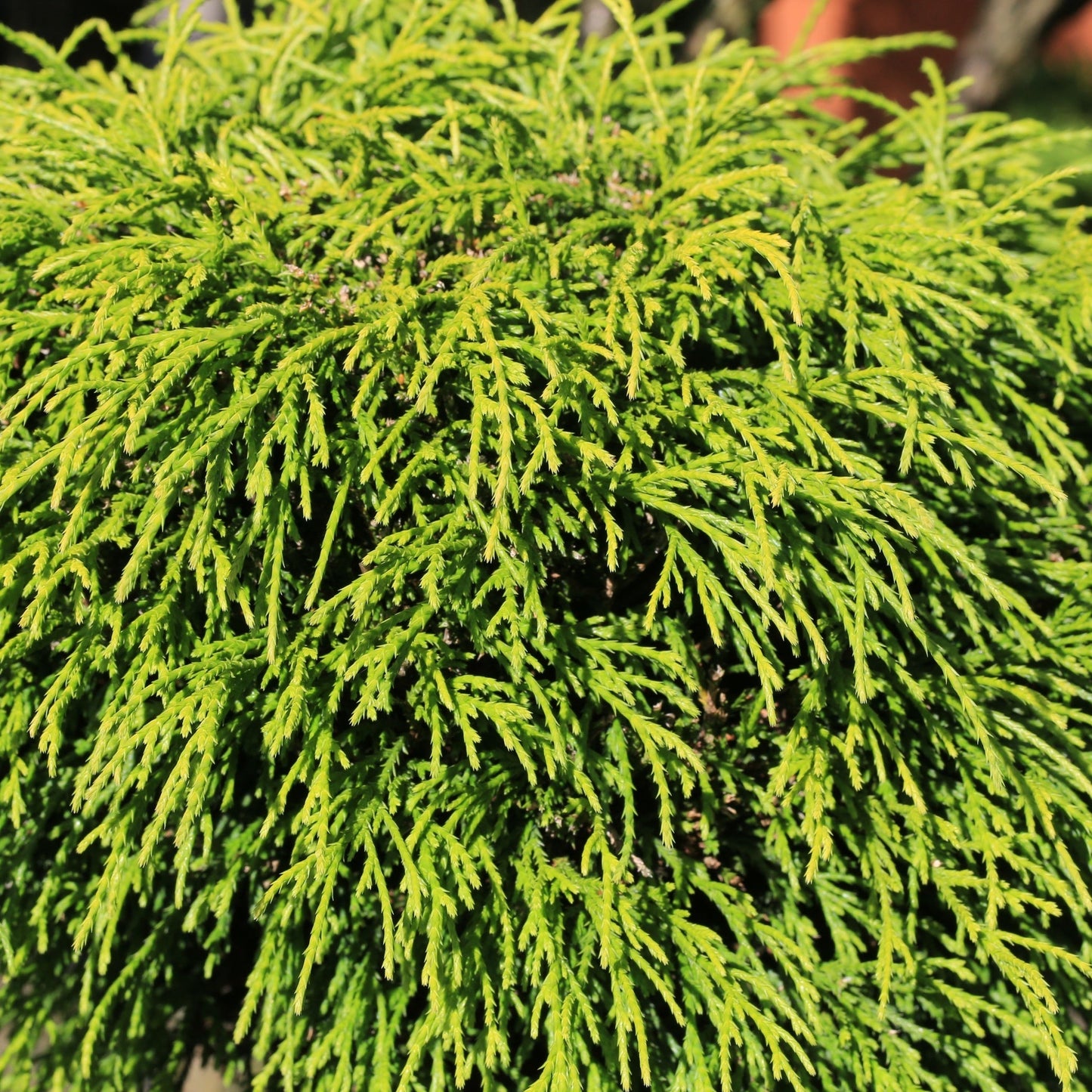 Chamaecyparis pisifera 'Filifera Nana' 2L (30-40cm inc. pot)