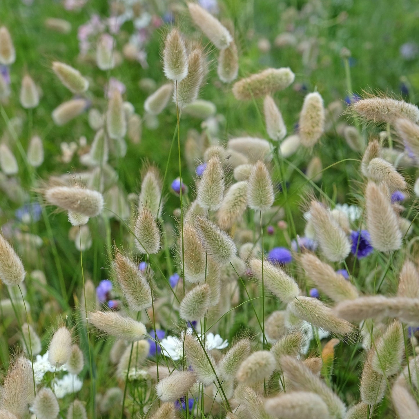 Lagurus Bunny Tails 9cm