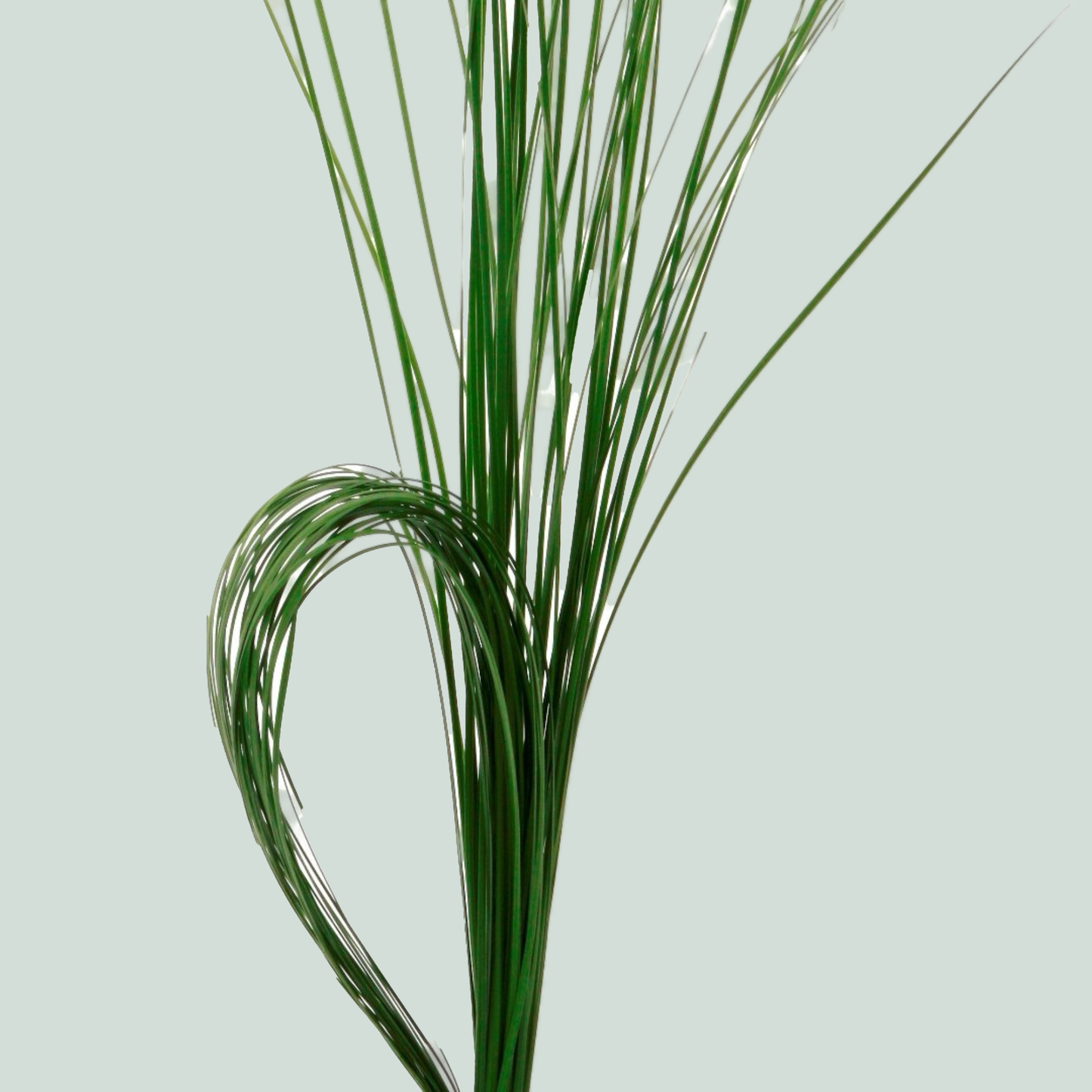 GR Steel Grass (5 Bunches)