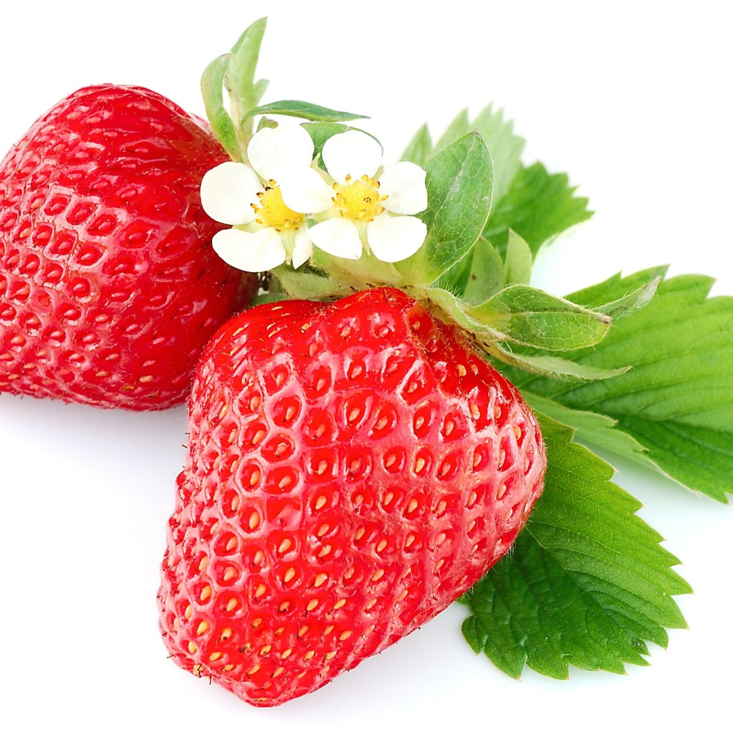 Strawberry x ananassa 'Ruby Ann' (Everbearing Strawberry) Trailing