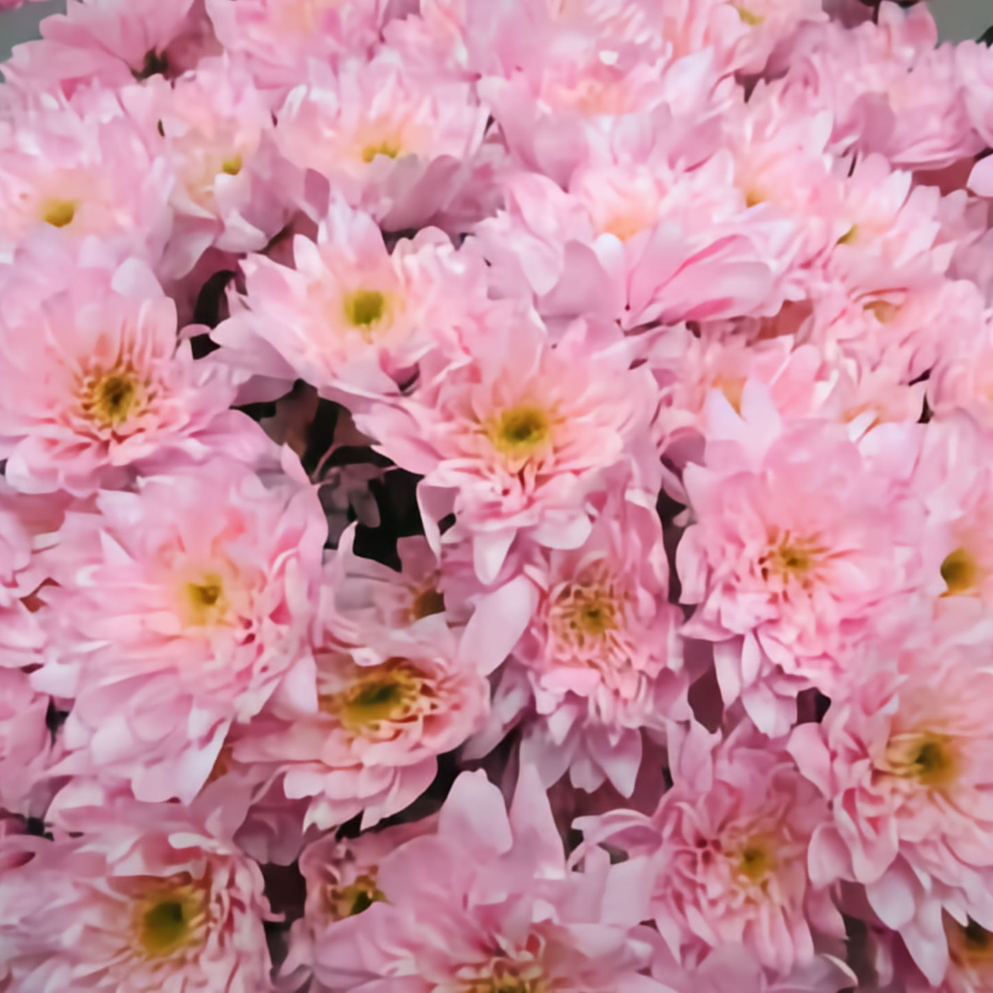 Chrysanthemum Spray Euro Dyed Light Pink