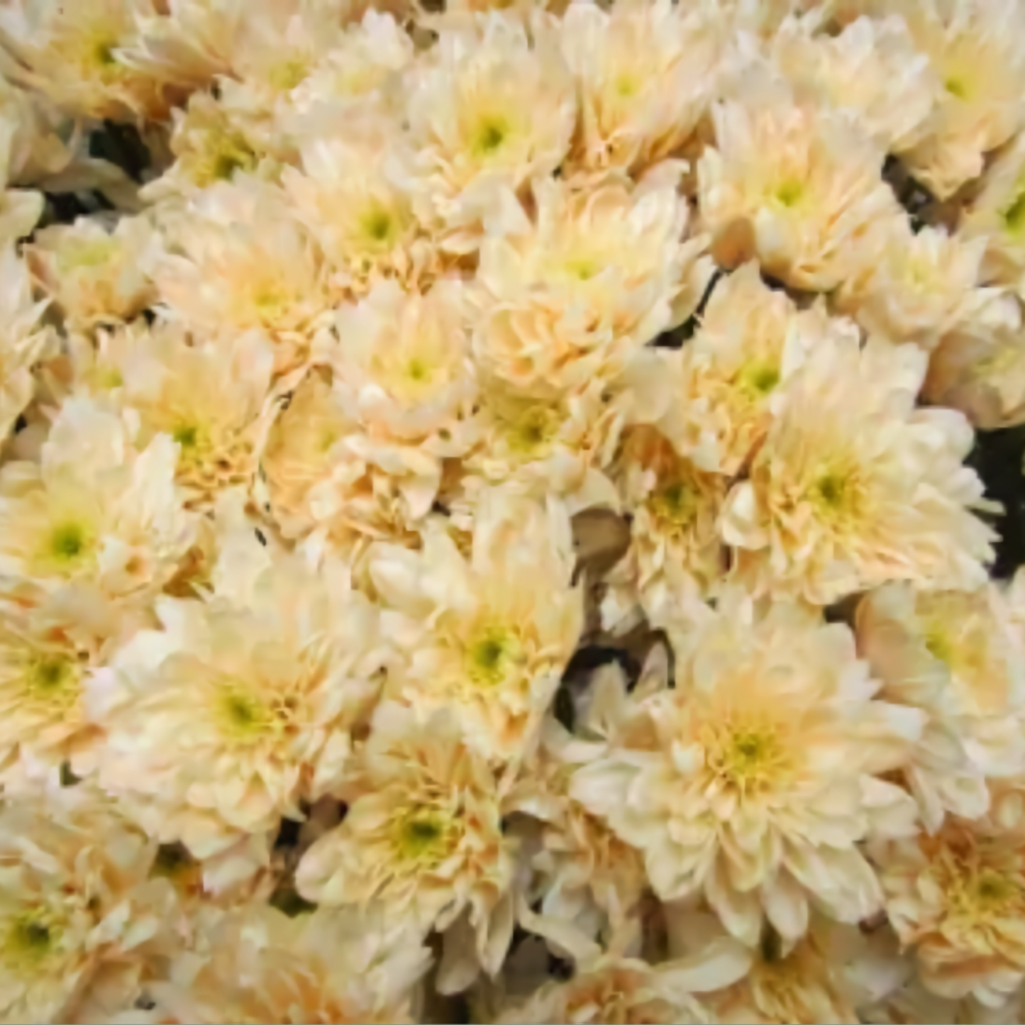 Chrysanthemum Spray Dyed Euro Sweet Zalm