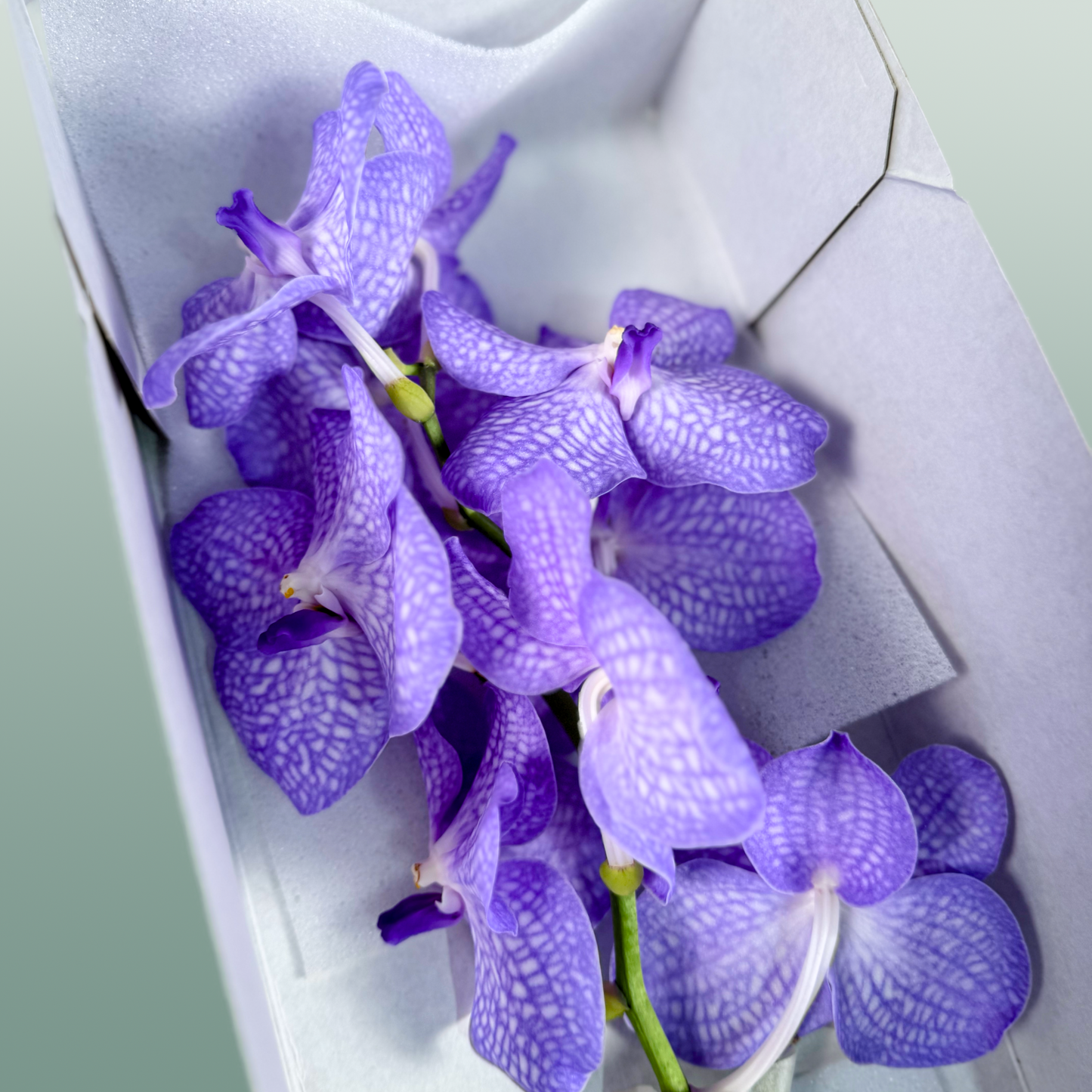 Orchid Vanda Kan Angelite