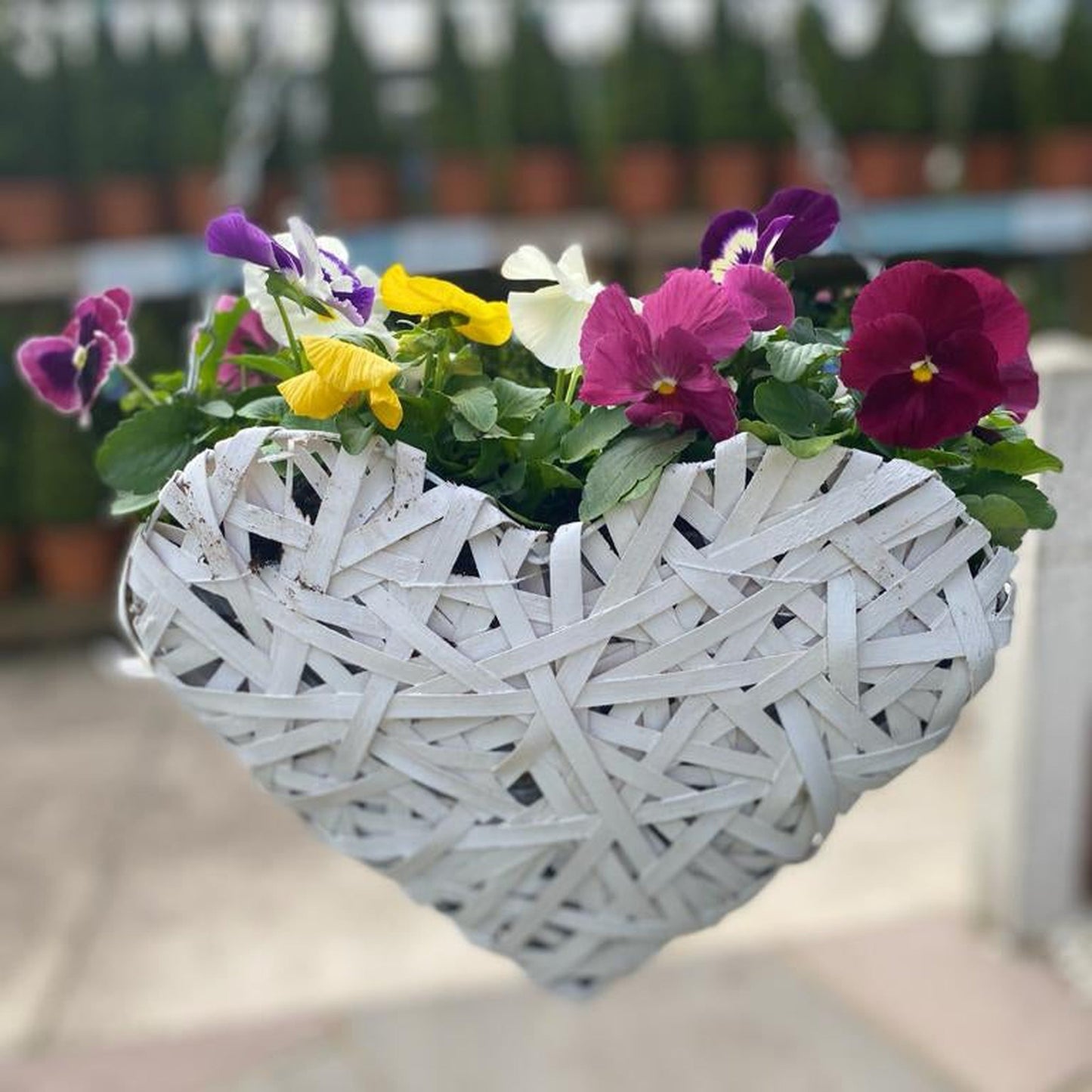 Plant Your Own Love Heart Basket - Pansies