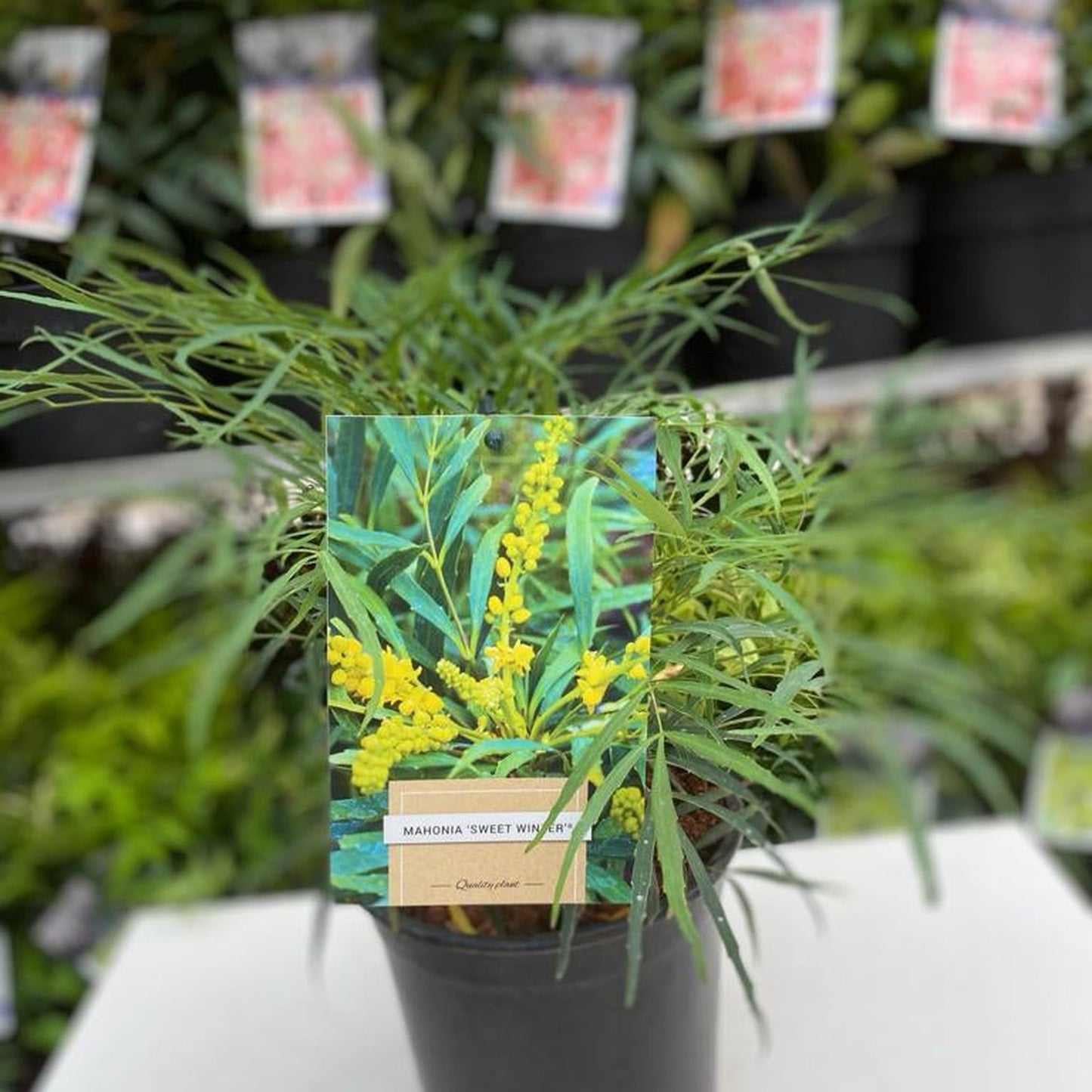Mahonia 'Sweet Winter' 5L