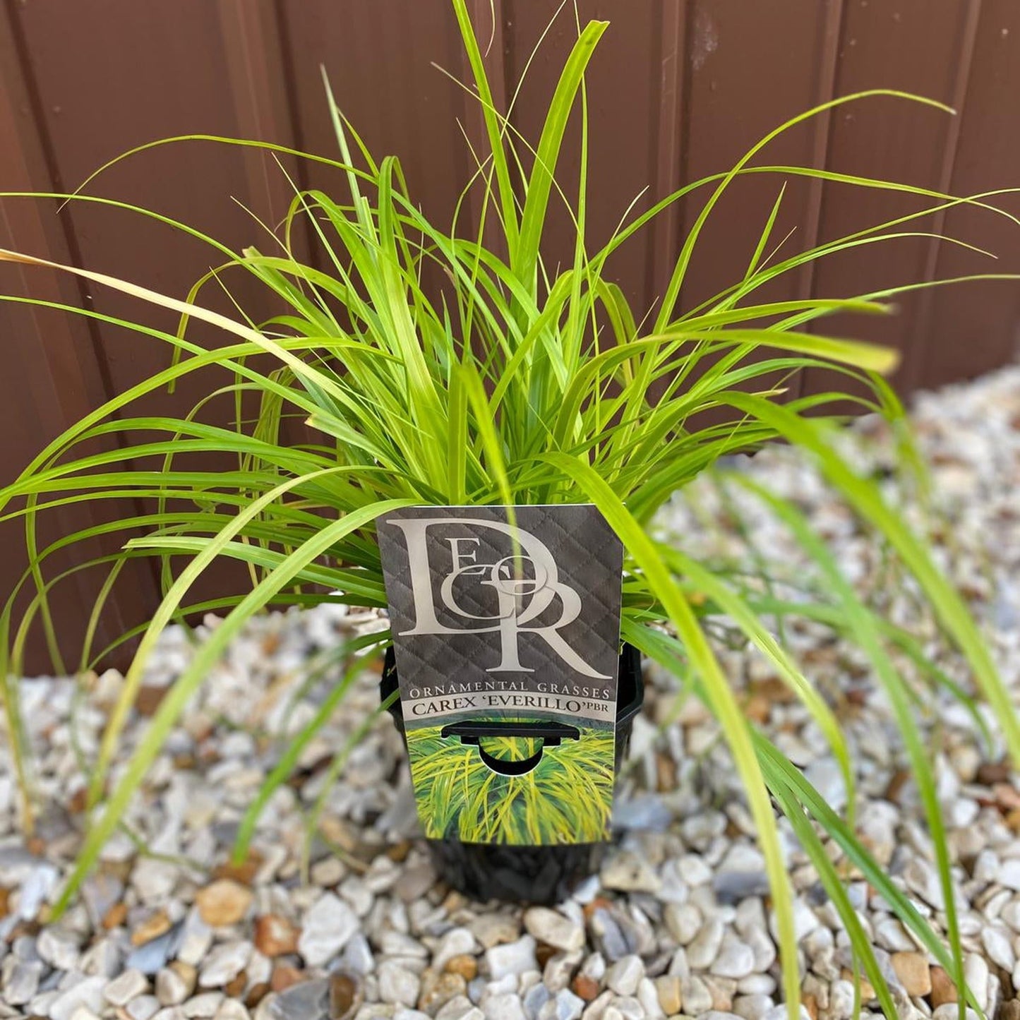 Ornamental Carex Grass €˜Everillo€™ 1L / 2L