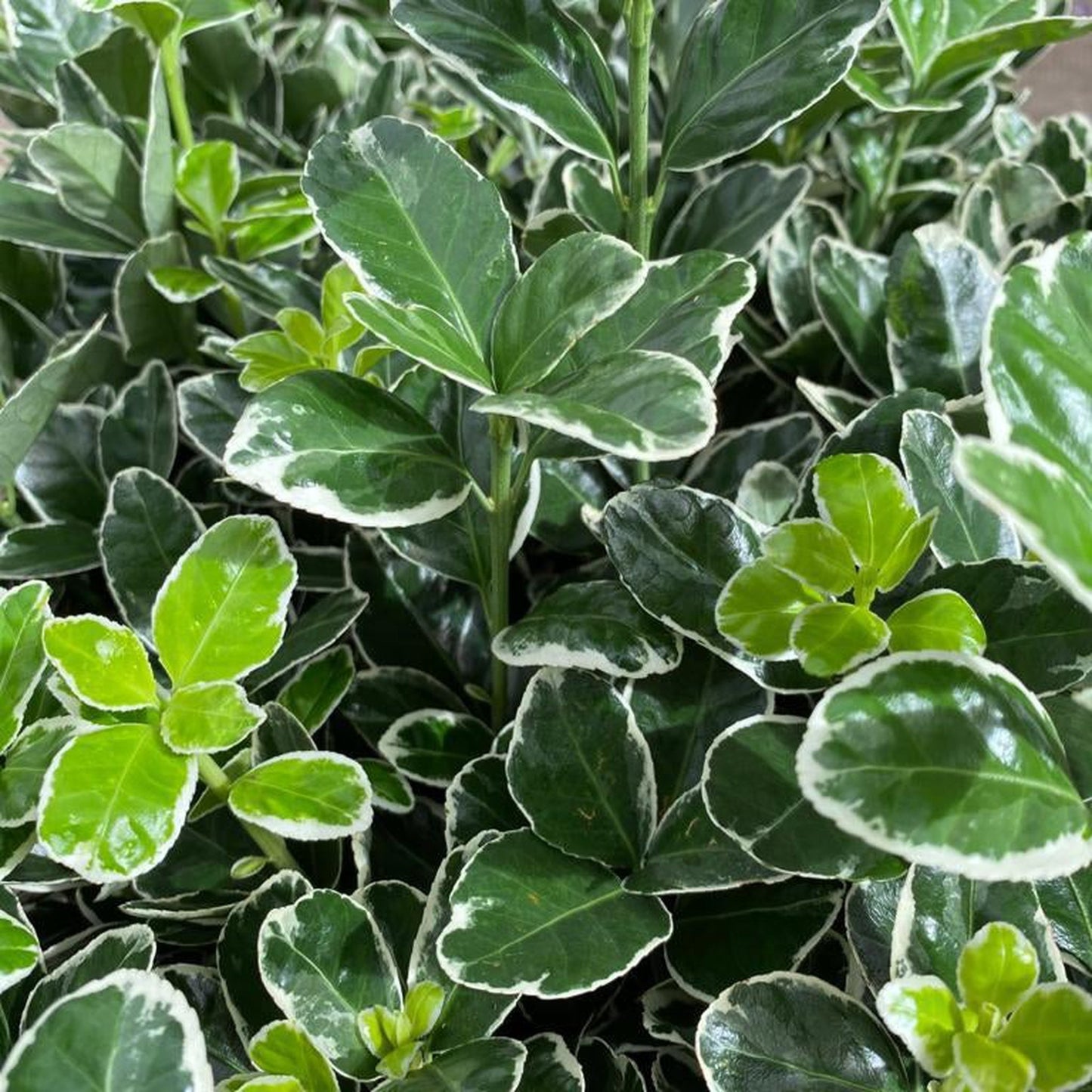 Euonymus fortunei €˜Emerald Gaiety€™ 1L / 5L