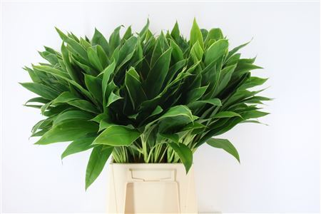Cordyline Snow White Top