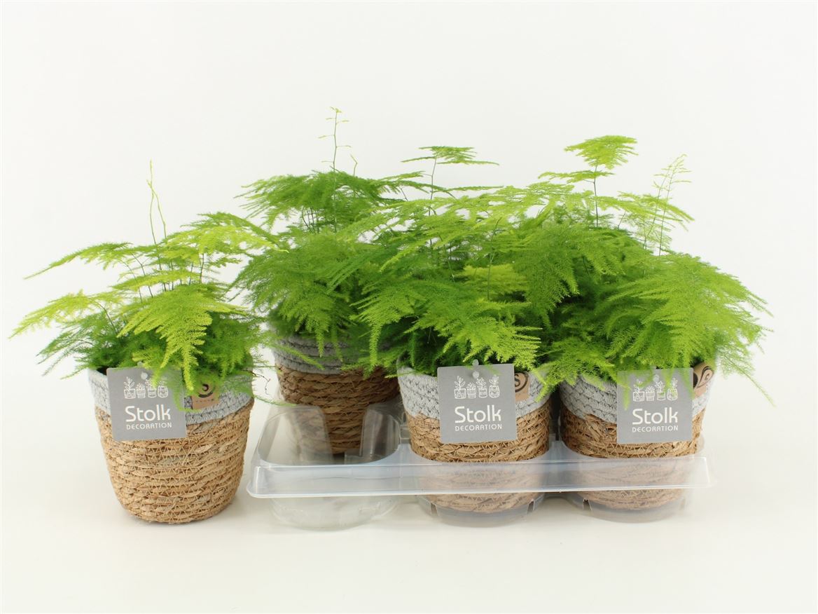 Asparagus Set Plumosus Basket