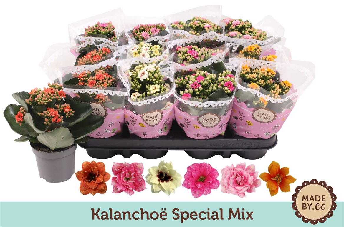 Kalanchoe Gev Gemengd Special
