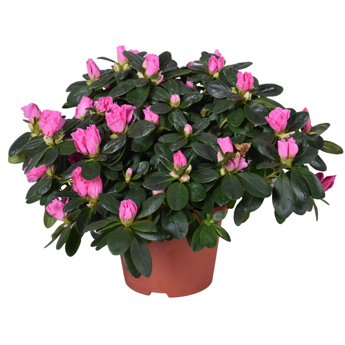 Rhodo Si Rose Vogel