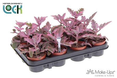 Kalanchoe Beharensis Make Upz Roze
