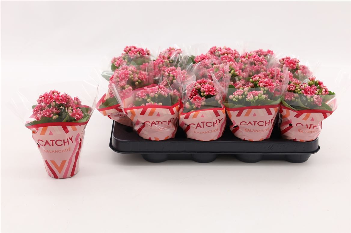 Kalanchoe Double Sylca