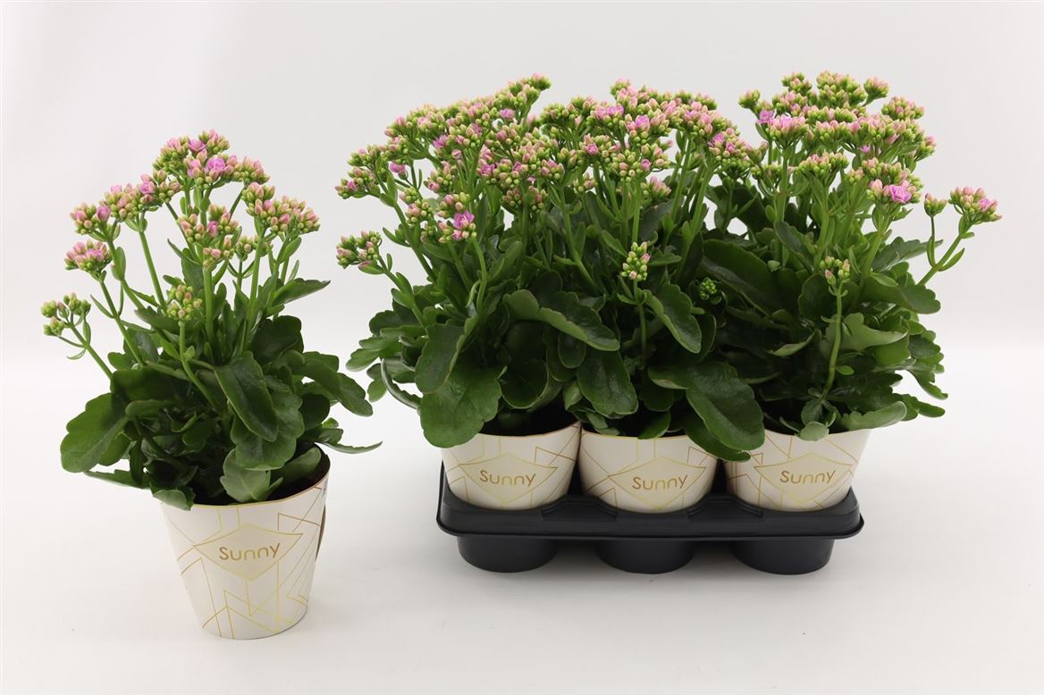 Kalanchoe Graceful Pink