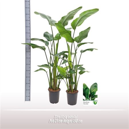 Strelitzia Nicolai