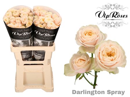 Rose - Rosa - Darlington