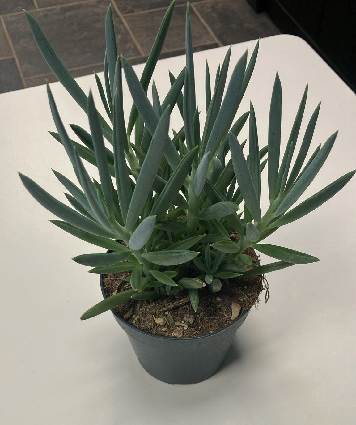 Senecio Mount Everest
