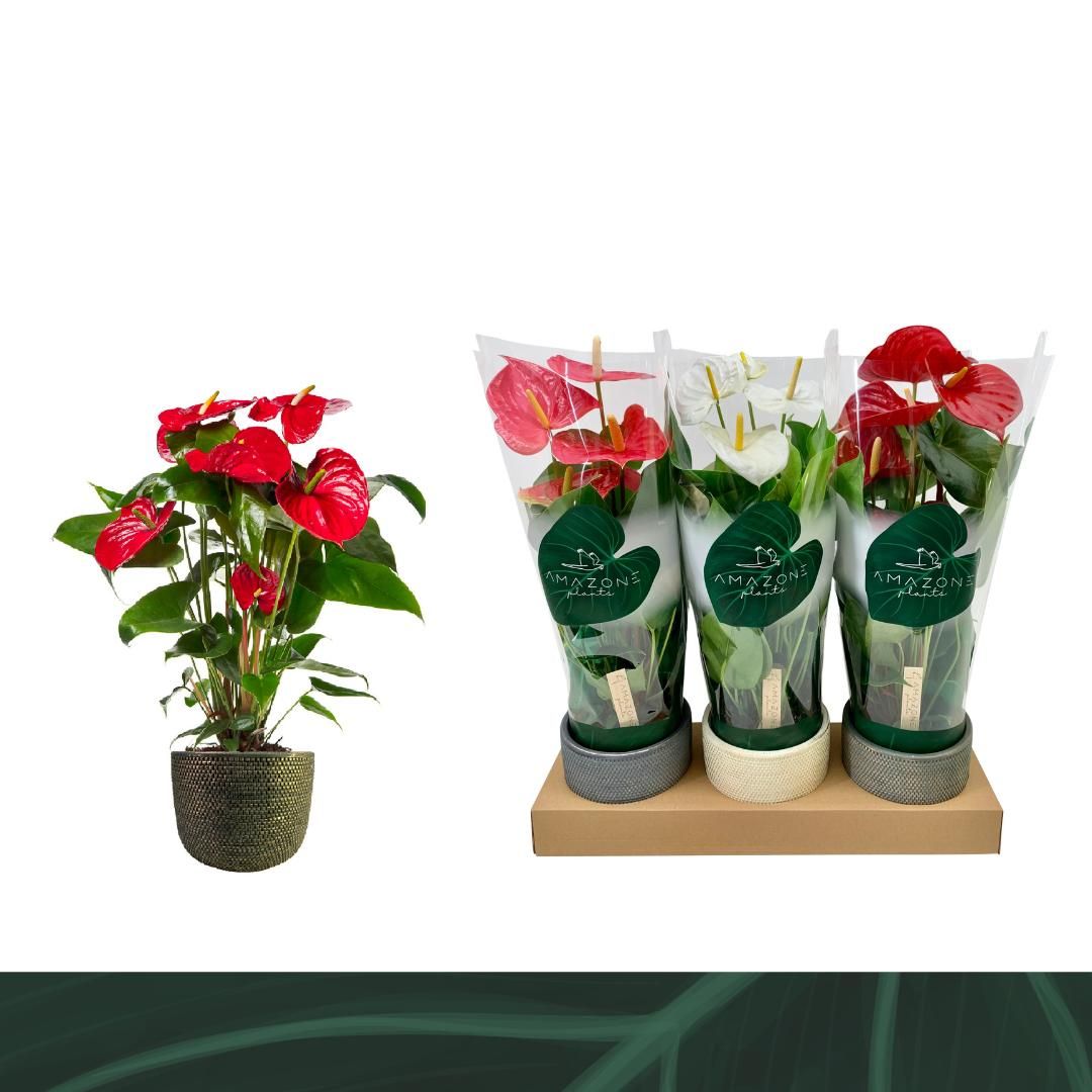 Anthurium An Gemengd 4kl Keramiek Lue