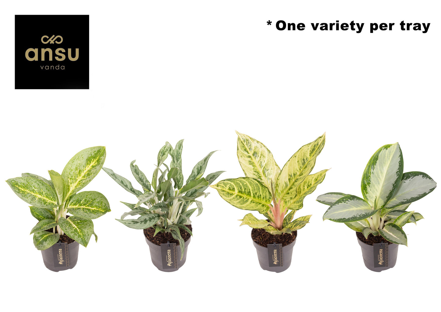 Aglaonema Green Surprise Tray