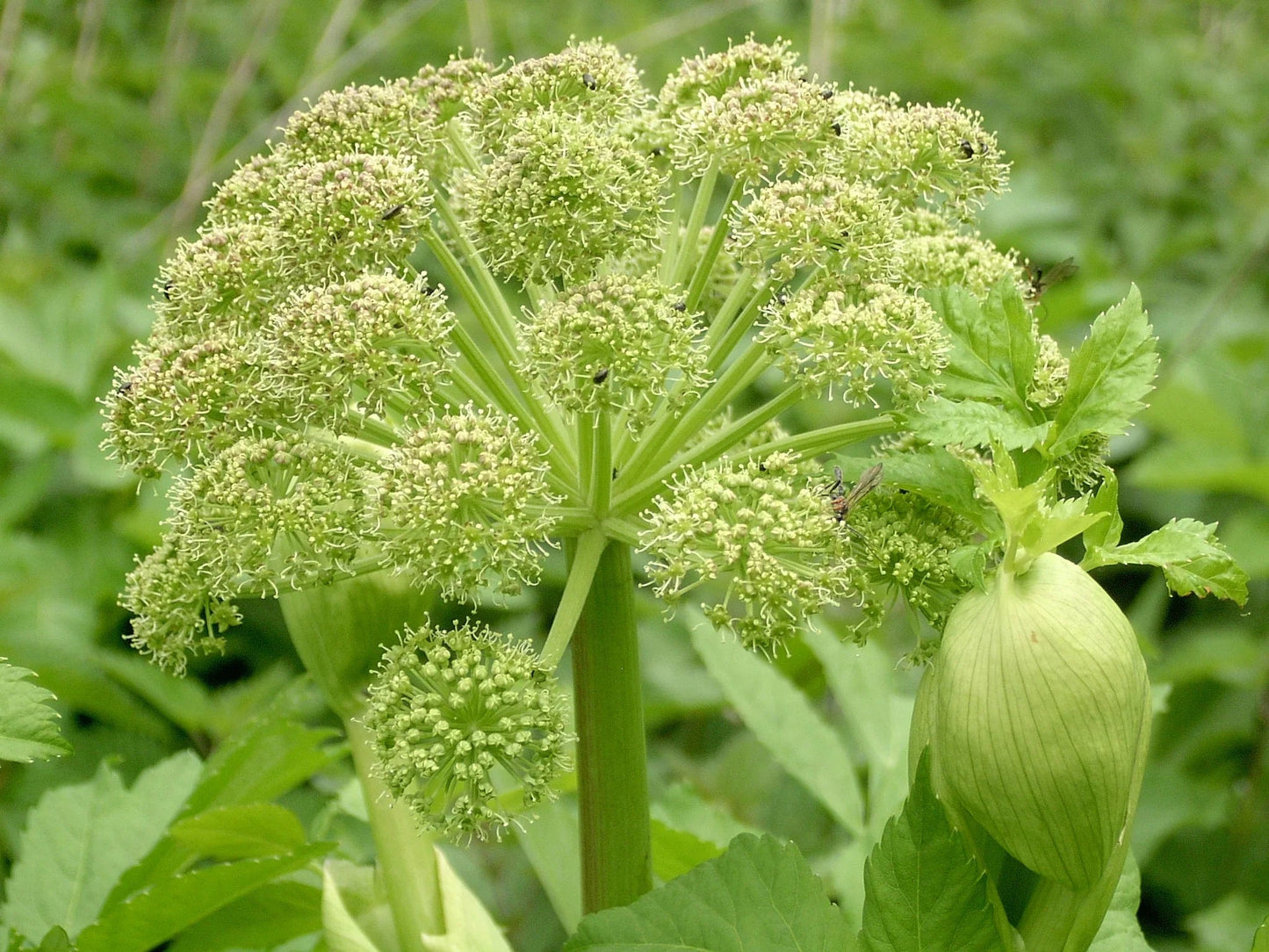 Angelica Archangelica Wild Celery seeds