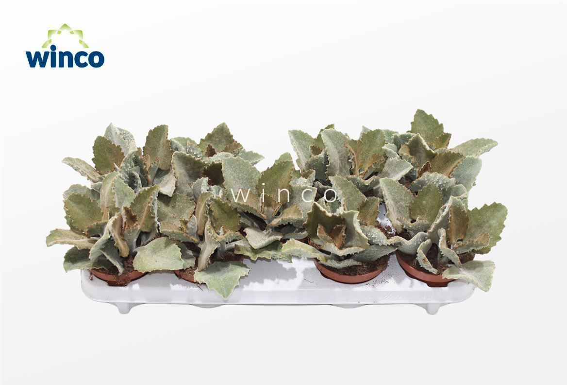 Kalanchoe Beharensis