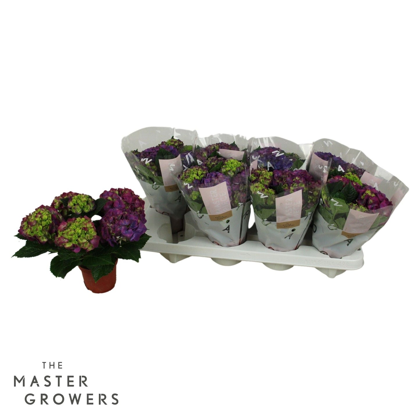 Hydrangea M Ningbo 3+