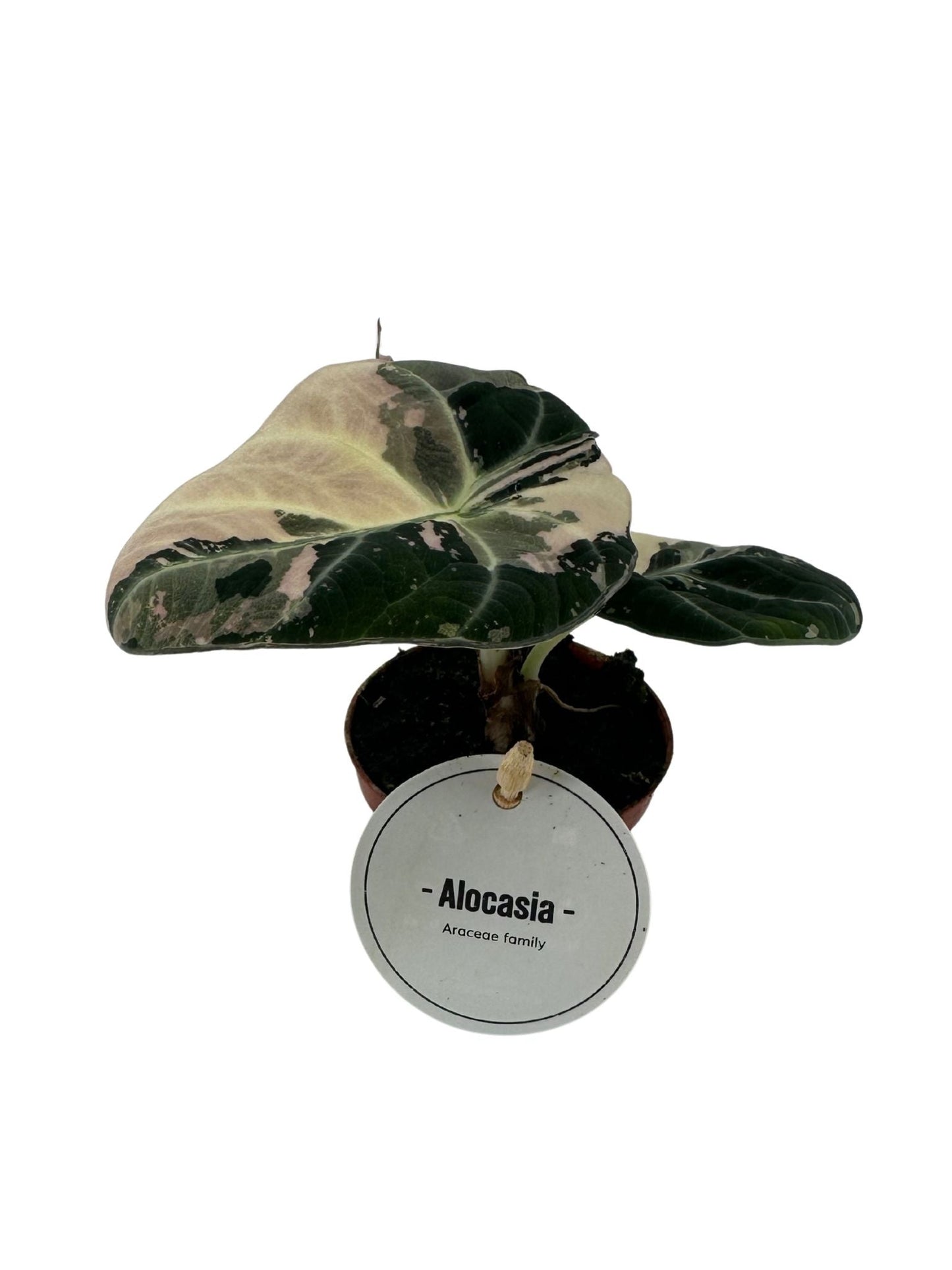 Alocasia Black Velvet Pink Variegata