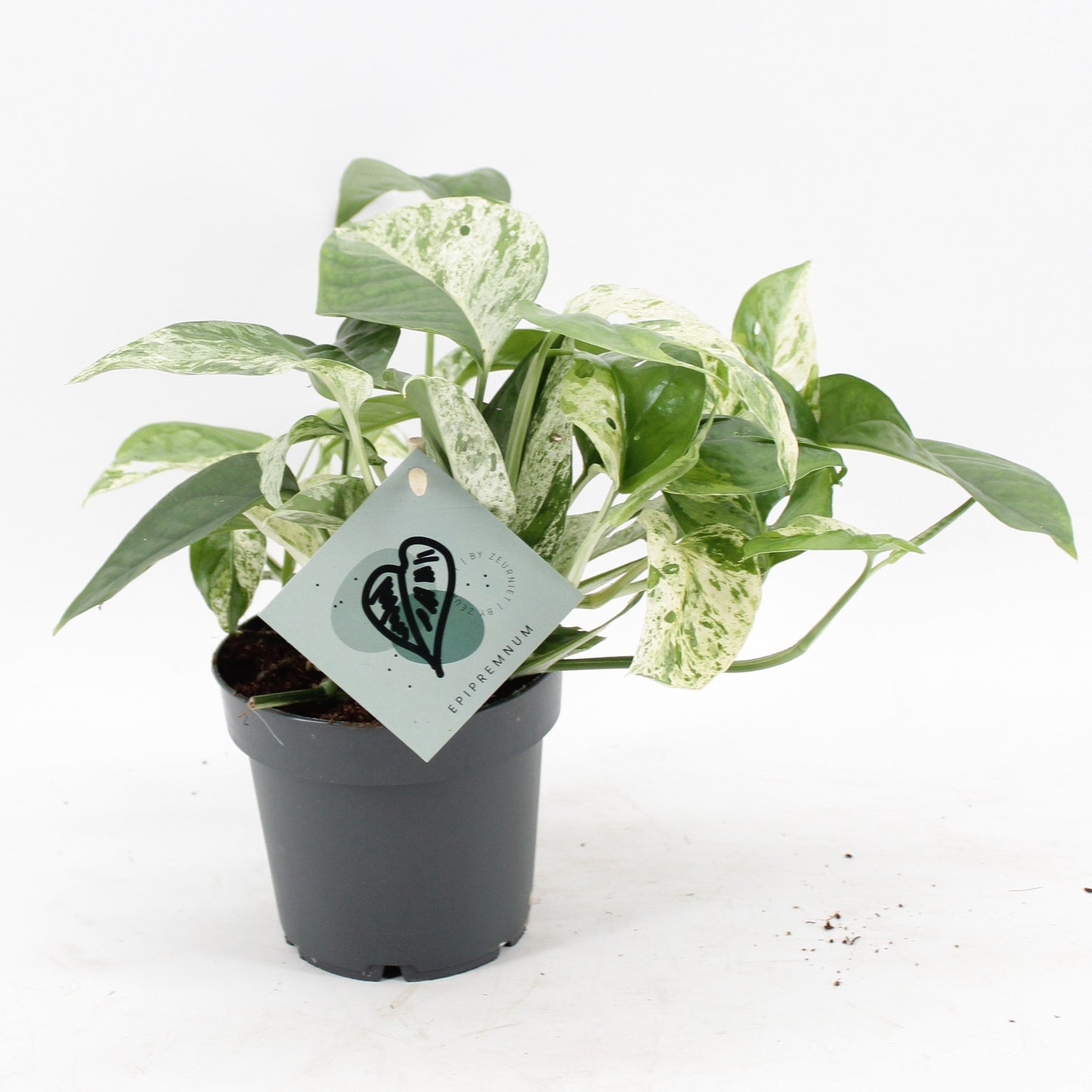 Epipr Pi Marble Variegata