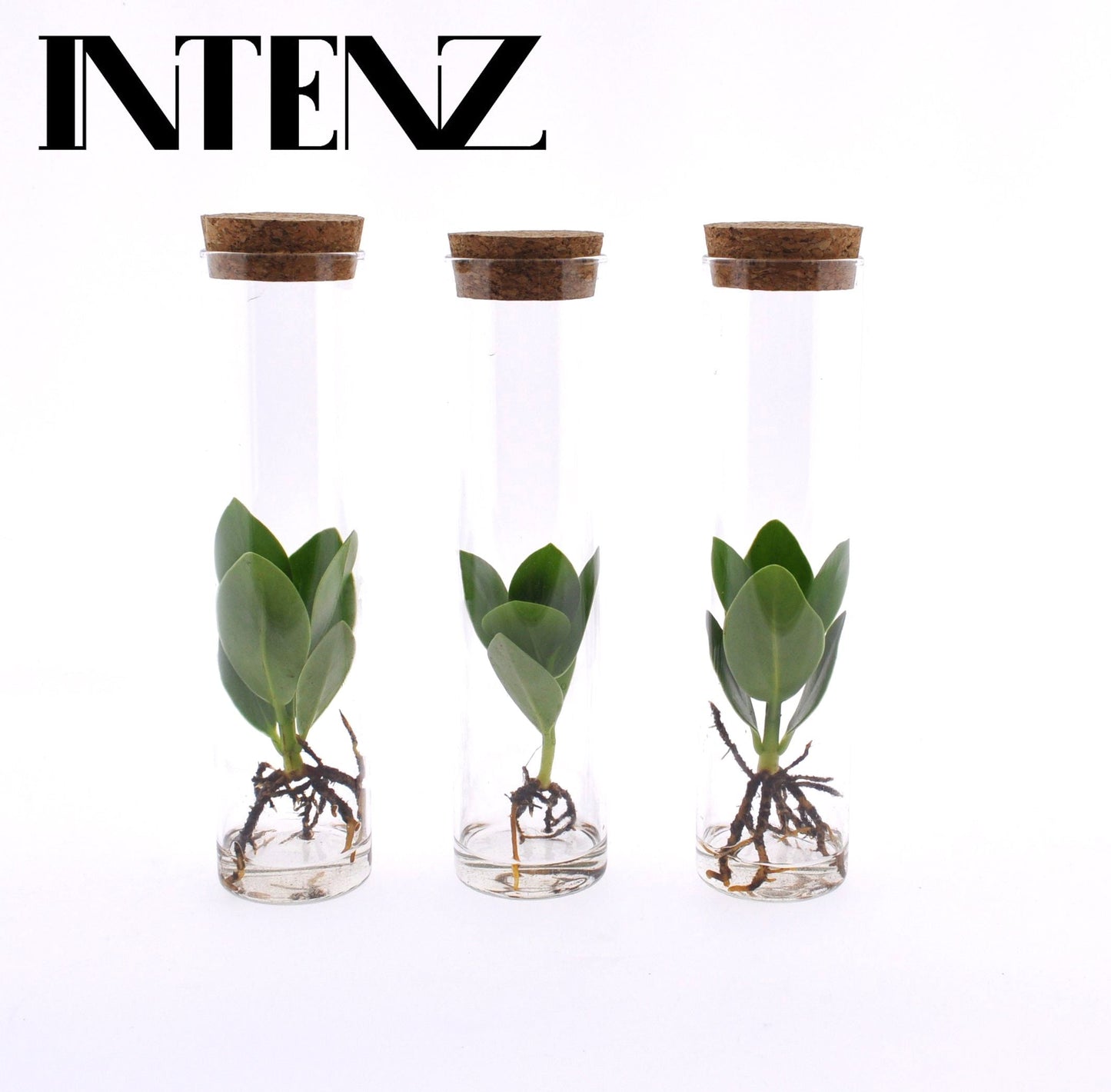 Opm Intenz Clusia Glas Tube